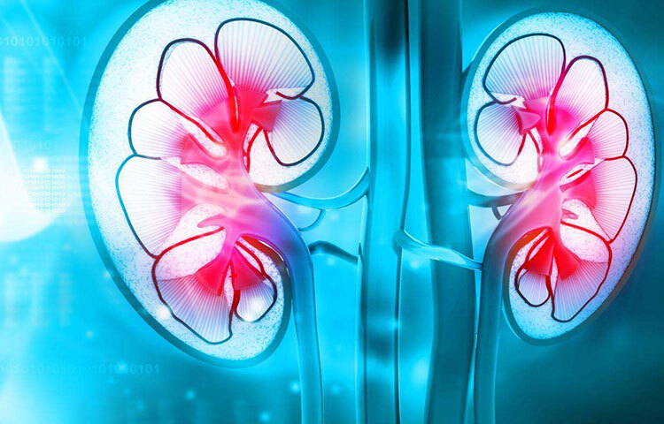 ডায়েট ঠিক রাখা দরকার কিডনি ভালো রাখতে। ডায়াবেটিস বা উচ্চ রক্তচাপ কিডনির অসুখ ডেকে আনে। তাই স্বাস্থ্যকর এবং কম সোডিয়াম যুক্ত, কম কোলেস্টেরল যুক্ত খাবার খান। ছবি: সংগৃহীত