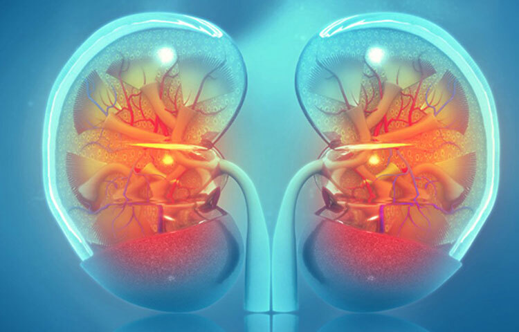 রক্তের ক্ষতিকর ও অপ্রয়োজনীয় জিনিসগুলো বের করে দিয়ে ছাকনির কাজ করে কিডনি। অ্যালকোহল, ওষুধ ইত্যাদির ক্ষেত্রেও ছাঁকনির কাজ করে কিডনি। তাই প্রয়োজনের বেশি ওষুধ খাবেন না। ওষুধ সব সময়ে চিকিৎসকের পরামর্শ নিয়ে খান। প্রাকৃতিক উপায়ে সুস্থ থাকার চেষ্টা করুন। যাতে ওষুধ না খেতে হয়। মদ্যপানের অভ্যাস থাকলে তা নিয়ন্ত্রণে আনুন। ছবি: সংগৃহীত