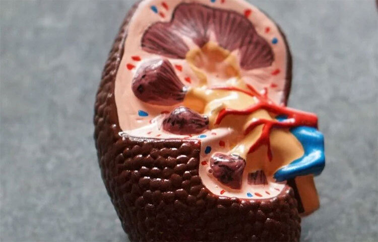 শরীর হাইড্রেটেড রাখা প্রয়োজন। যথেষ্ট পরিমাণে পানি পানের পরামর্শ দেন অনেকেই। কিন্তু পানি কম খাওয়ার মতোই মাত্রাতিরিক্ত পরিমাণে পানি খেলেও কিছু ক্ষেত্রে বিপত্তি হতে পারে। কিডনি বিকল হলে অতিরিক্ত পরিমাণে পানি খাওয়াও বিপদ ডেকে আনতে পারে। তাই দিনে ৮ গ্লাস পানি স্বাভাবিক বলে পরামর্শ বিশেষজ্ঞদের যাতে মূত্রের রং হালকা হলুদ বা রংহীন হয়। ছবি: সংগৃহীত