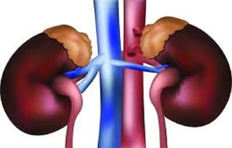 সুস্বাস্থ্যের জন্য প্রয়োজনীয় ঘুমের দরকার। কিডনির সঙ্গে পাকস্থলির স্বাস্থ্যের জন্য ঘুম জরুরি। তাই কম ঘুমানোর অভ্যাস দূর করতে হবে। ছবি: সংগৃহীত