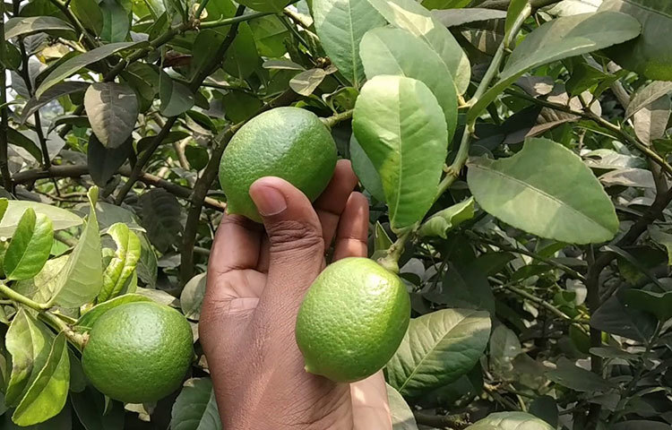 ভিটামিন সি: আমলকী, লেবু, কমলা, সবুজ মরিচ, করলা ইত্যাদি।