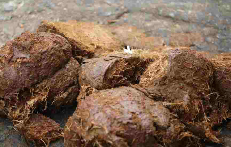 সংস্থার দাবি, প্রতিদিনের খাবারের সঙ্গে অ্যারাবিকা চেরি মিশিয়ে তা খেতে দেওয়া হয় হাতিকে। তৃণভোজী হওয়ায় চেরির সেলুলোজে উৎসেচন হয়। ফলে হাতির মল থেকে ‘মিষ্টি ফলের সুগন্ধ’ বের হয়। ব্লেকের সংস্থার দাবি, এক কেজি কফি তৈরির জন্য ৩৩ কেজি চেরি খাওয়াতে হয় হাতিদের। ছবি: সংগৃহীত