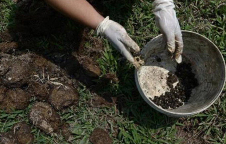 শুনতে একটু অন্যরকম রাগলেও কফির সঙ্গে হাতির মলের সম্পর্ক এড়ানো যাবে না। বিশেষত যখন বিশ্বের অন্যতম দামি কফির প্রসঙ্গ উঠে আসে তখন তো আর কথাই নেই। ছবি: সংগৃহীত