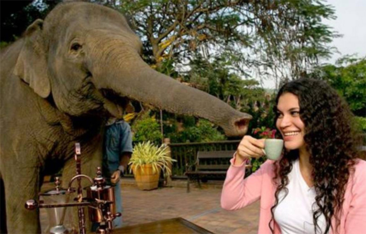 হাতির মল থেকেই তৈরি হয় বিশ্বের অন্যতম দামি কফি। এর নাম ‘গালভরা ‘ব্লাক আইভরি কফি’। এ কফির তৈরি করা হয়েছে থাইল্যান্ডে। ছবি: সংগৃহীত