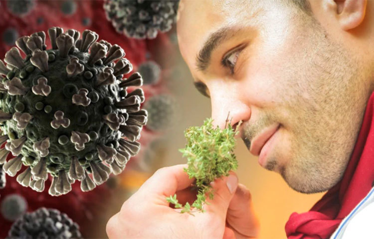 স্বাদ ও ঘ্রাণশক্তি হারানো করোনা আক্রান্তের ক্ষেত্রে একটি প্রাথমিক উপসর্গ হিসাবে আগেই শনাক্ত হয়েছে। তবে এবার জানা গেলো, করোনায় আক্রান্ত ব্যক্তি চিরতরে হারাতে পারেন তার ঘ্রাণশক্তি!