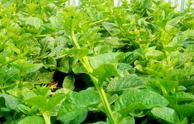 শাক খেতে হবে: সবুজ শাক সবজিতে রয়েছে রোগ প্রতিরোধ ক্ষমতা। এর মধ্যে যেগুলোতে ভিটামিন এ, ভিটামিন সি, ভিটামিন ই, মিনারেল ও ফাইবার রয়েছে সেসব শাক-সবজি খাওয়া উপকারী।