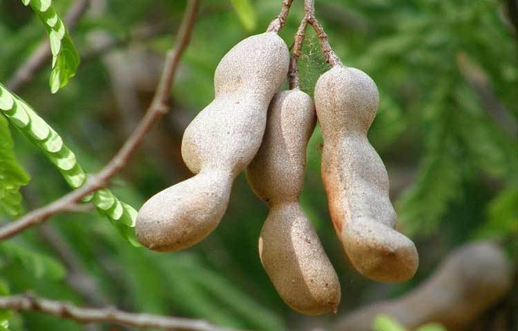 টক জাতীয় জিনিস বেশি খান: ফলে আছে ভিটামিন সি যা সর্দি, কাশি, জ্বরের ক্ষেত্রে খুবই উপকারি। শরীরের উপকারী শ্বেত রক্তকণিকা তৈরি করতে সাহায্য করে ভিটামিন সি। যেকোনো সংক্রমণের বিরুদ্ধে লড়তে সাহায্য করে ভিটামিন সি।