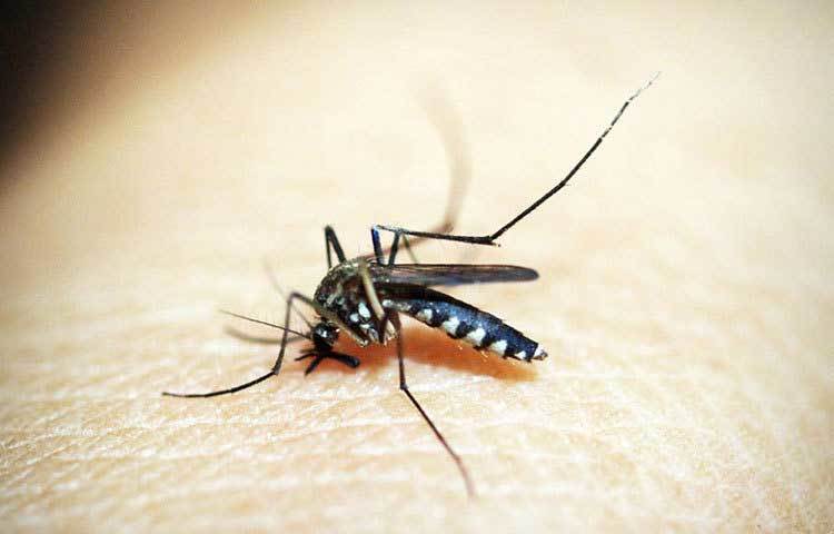 ম্যালেরিয়া: ম্যালেরিয়া আজও এক ভয়ঙ্কর মারণ অসুখ। এই রোগে ইতিহাসের পাতায় আমরা পেয়েছি আলেকজান্ডারের মৃত্যুর খবর। তবে আজ আর এটির চিকিৎসা নিয়ন্ত্রণের বাইরে নয়।