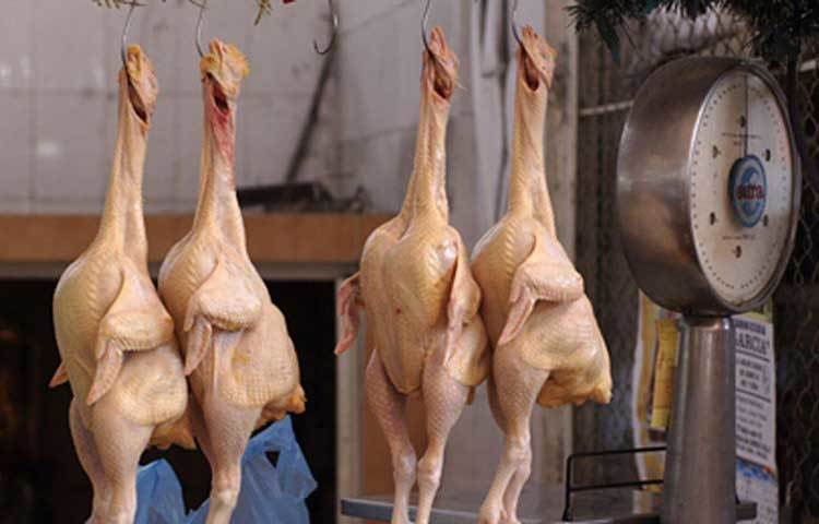 অনেকেরই ধারণা বাদুড় থেকেই করোনাভাইরাস ছড়িয়েছে। সেই আতঙ্ক থেকে মুরগির মাংস খেলেও করোনাভাইরাসে আক্রান্ত হওয়ার আতঙ্ক তৈরি হয়েছে মানুষের মধ্যে। মুরগির মাংসের দামও কমে গিয়েছে। বিক্রি কমে যাওয়ায় মাংস ব্যবসায়ীদের মাথায় হাত পড়েছে। কিন্তু এখনো পর্যন্ত মুরগির মাংস থেকে এই সংক্রমণ ছড়ানোর কোনও সংযোগসূত্র খুঁজে পাননি গবেষকরা।