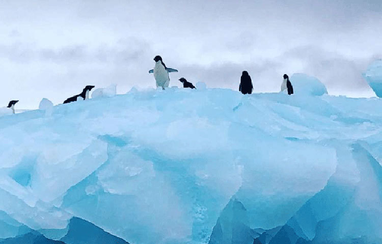 আন্টার্কটিকায় স্থানীয় কেউ নেই। পেঙ্গুইন, তিমি, সিল আর আলবাট্রোস নামক পৃথিবীর সবচেয়ে দীর্ঘ ডানার পাখির দল রয়েছে সেখানে। তাদের সঙ্গে সেখানে থাকেন বিশ্বের বিভিন্ন দেশের পাঁচ হাজার বিজ্ঞানী ও গবেষক।