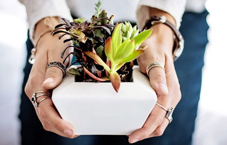 একটানা বাড়িতে থাকা কষ্টকর। নিজের বাড়ির বারান্দায় যদি গাছ থাকে তাহলে সেগুলোর পরিচর্যা করুন। এতে মানসিক চাপ কমে ও মন ভালো থাকে।