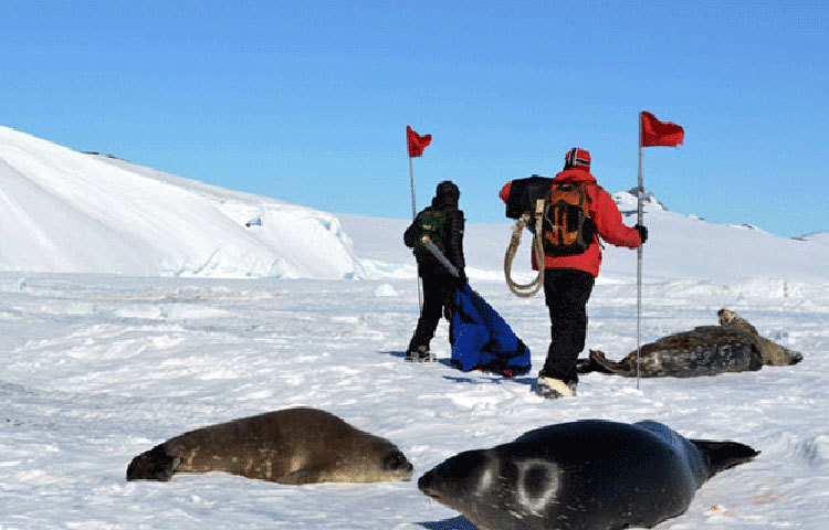 আমেরিকার একেবারে উত্তরে মার্কিন গবেষণা কেন্দ্র পালমার স্টেশন রয়েছে। সেখানকার প্রশাসনিক কর্তা কেরি নেলসন জানিয়েছেন, সংক্রমণ না ছড়ানোর জন্য তারা নিজেদের ভাগ্যের প্রতি কৃতজ্ঞ।
