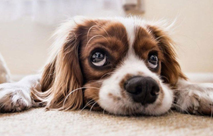 পোষ্যদেরও বিশেষ যত্ন নিতে হয়। তাদের খাবারের জোগানের যেন কোনো ঘাটতি না হয়, সেটাও মাথায় রাখা দরকার।