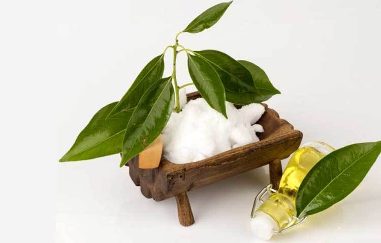 ছারপোকা তাড়াতে কর্পুর অত্যন্ত কার্যকরী। ছারপোকার সমস্যা থেকে মুক্ত পেতে বিছানার চাদর ধুয়ে তোষক, ম্যাট্রেস রোদে দিন। এরপর একটি বড় কর্পুরের টুকরো কাপড়ে মুড়ে বিছানা ও ম্যাট্রেসের মাঝামাঝি রেখে দিন। এতে বিছানা ছারপোকার উপদ্রব মুক্ত হবে।