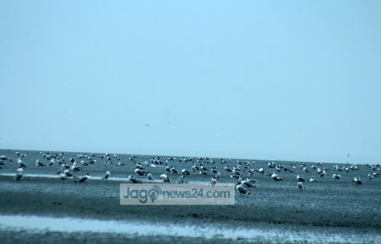 জানা গেছে, বর্ষার ছয়মাস পানিতে ডুবে থাকে আবার শীতে ধু-ধু বালুচরের এই দ্বীপে দখল নিয়ে থাকে লাল কাঁকড়া ও নানা প্রজাতির পরিযায়ী পাখি। ছবি: আসাদুজ্জামান মিরাজ