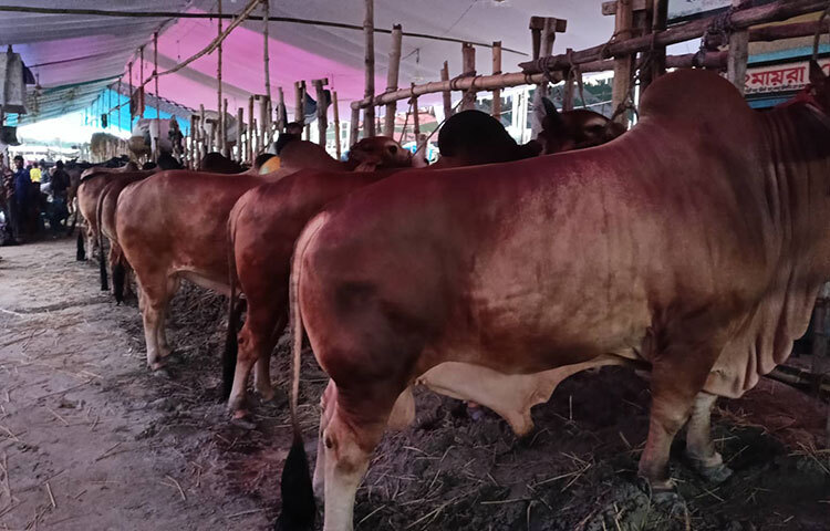 গরু রাখার স্থানটি যেন শুষ্ক হয়। সকাল-দুপুর-সন্ধ্যায় প্রয়োজন অনুসারে খাবার দিন। দুপুরে ভালোভাবে গোসল করাবেন। দিনের বেলা খোলা জায়গায় বেঁধে রাখুন। রাত হলে গরুর নিরাপত্তা নিশ্চিত করুন। ছবি: বিপ্লব দিক্ষিৎ