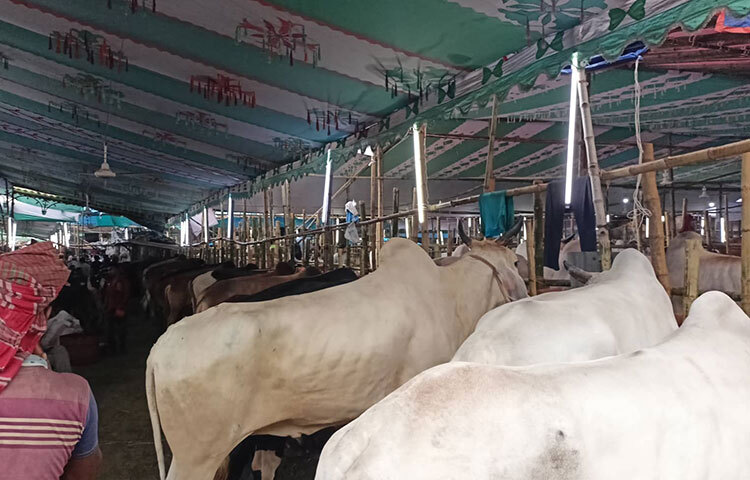 যে কয়দিন গরুটি আপনার তত্বাবধানে থাকবে সে সময় প্রচুর পানি খেতে দিন। অতিরিক্ত খাবার দেওয়ার প্রয়োজন নেই। খাবার টাটকা কিনা সেটাও খেয়াল রাখতে হবে। খড়-বিচালিই যথেষ্ট। কিংবা টাটকা ঘাস দিন। ছবি: বিপ্লব দিক্ষিৎ