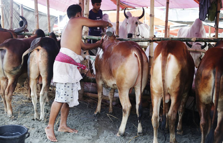 স্বাভাবিকভাবে যেসব গরু মোটা হয়, সেগুলোর রানের মাংস শক্ত হয়। এ ধরনের গরু সুস্থ। ছবি: সংগৃহীত