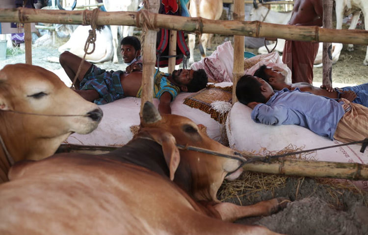 বিশ্রাম নিচ্ছে গরু ব্যবসায়ীরা। ছবি: মাহবুব আলম