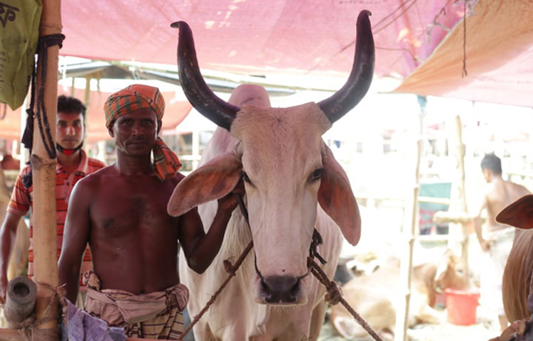 সুস্থ গরুর মুখে লালা বা ফেনা কম দেখা যায়। অন্যদিকে সুস্থ গরু একটু চটপটে স্বভাবেরও হয়। ছবি: সংগৃহীত