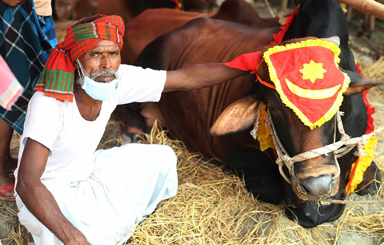 একটু বেশি দাম ও ক্রেতাদের দৃষ্টি আকর্ষণের জন্য গরুটি সাজিয়েছেন এই ব্যাপারি। ছবি: মাহবুব আলম
