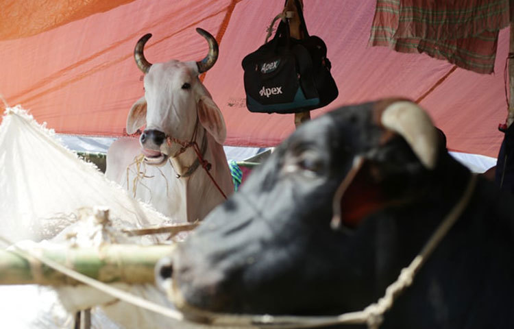 গরুর জন্য তাঁবু টানিয়ে দেয়া হয়েছে। ছবি: মাহবুব আলম