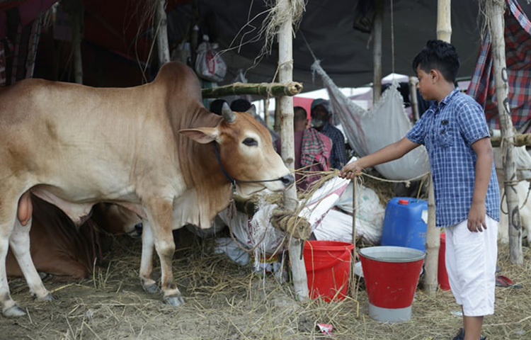 গরুর মুখের সামনে খাবার ধরলে যদি নিজ থেকে জিব দিয়ে খাবার টেনে নিয়ে খায় তবে বোঝা যাবে গরুটি সুস্থ। ছবি: সংগৃহীত