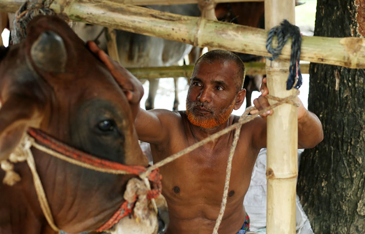 ক্রেতাদের গরু দেখাচ্ছেন এই ব্যাপারি। ছবি: মাহবুব আলম