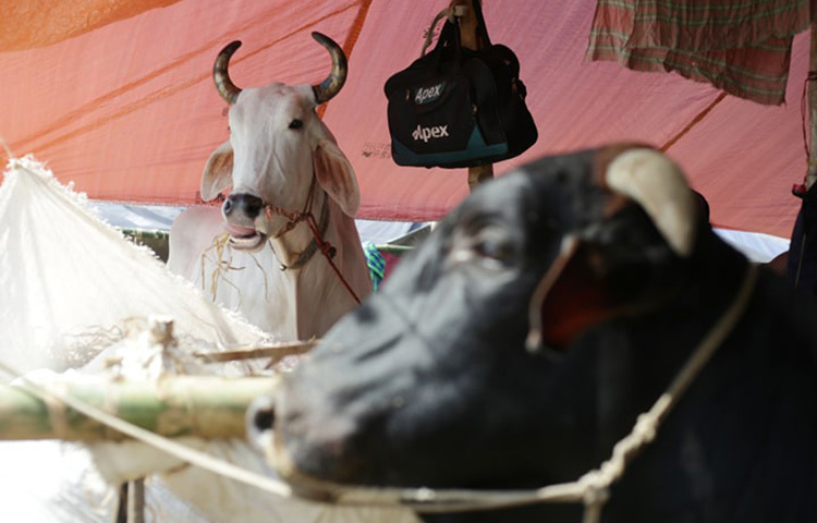 এছাড়া সুস্থ গরুর নাকের ওপরটা ভেজা ভেজা থাকে। সুস্থ গরুর পিঠের কুঁজ মোটা ও টান টান হয়। ছবি: সংগৃহীত
