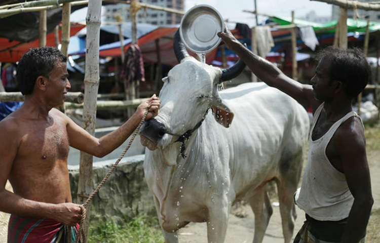 হাটে যাওয়ার পর উষ্কখুষ্ক, চামড়ার ওপর দিয়ে হাড় বেরিয়ে পড়া গরু কিনুন। এগুলো কোনো রকম কৃত্রিম উপায় ছাড়াই বাজারে সরবরাহ করা হয়। এছাড়া এ ধরনের গরু সুস্থ। ছবি: সংগৃহীত