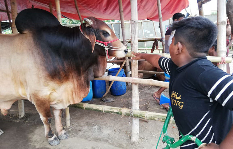 বড়দের সাথের গরু কিনতে আসা এই শিশুটি দুষ্টুমিতে মেতেছে। ছবি: মাহবুব আলম