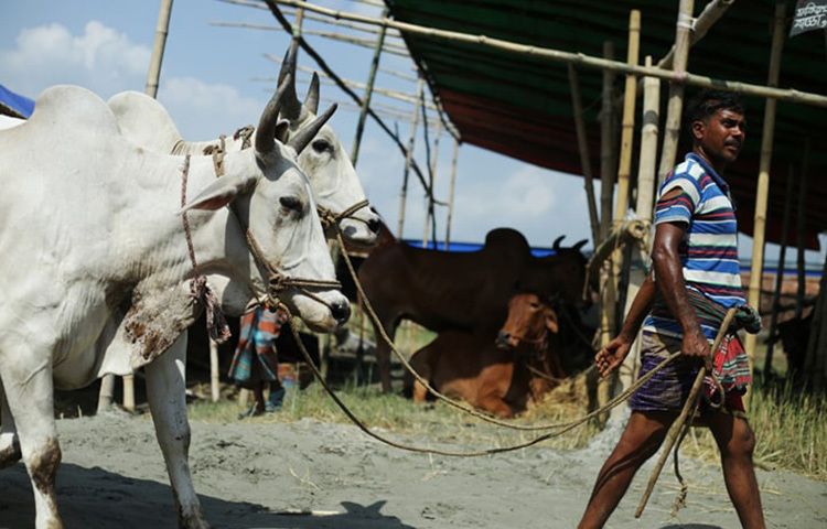সুস্থ গরুর চামড়ার ওপর দিয়ে কয়েকটা পাঁজরের হাড় বোঝা যাবে। সুস্থ গরু কিনতে এসব বিষয়ে খেয়াল রাখুন। ছবি: সংগৃহীত