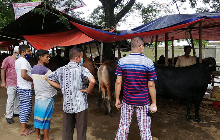 আফতাবনগর হাটের ইজারাদার মাহবুবুর রহমান শিমুল জাগো নিউজকে বলেন, এ বছর গরুর দাম বেশি হওয়ার অভিযোগ করছেন ক্রেতারা। এ জন্য এখন পর্যন্ত বিক্রির পরিমাণ অন্যান্য বছরের তুলনায় কম। ছবি: মাহবুব আলম