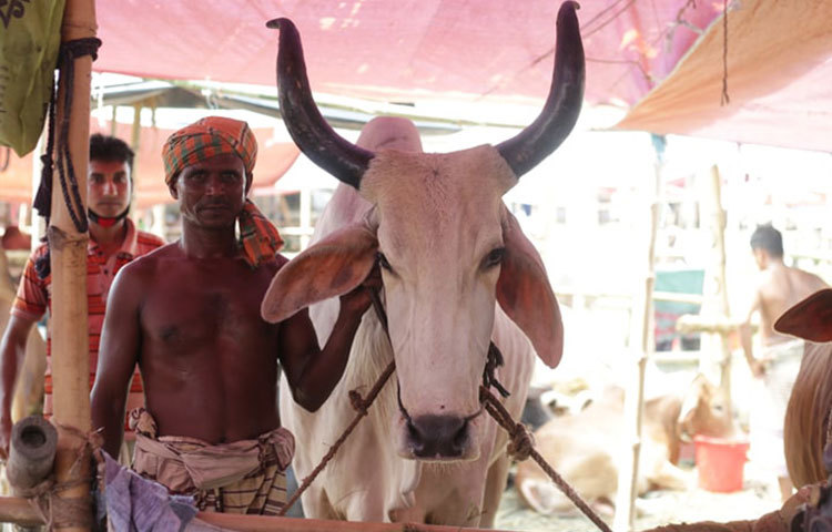নিরাপদে হাটে গরু নিয়ে আসতে পেরে আনন্দিত এই ব্যবসায়ী। ছবি: মাহবুব আলম