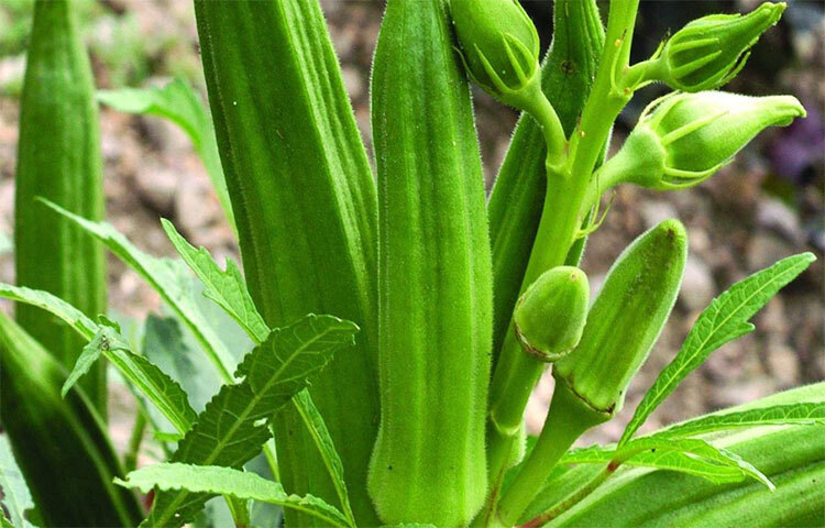 শুধু রান্নায় নয়। স্বাস্থ্যের জন্য উপকারী ভেবে অনেকে আবার এর রস করেও পান করে থাকেন। তবে কিছু কিছু ক্ষেত্রে ঢ্যাঁড়শ খাওয়ার আগে সতর্ক থাকতে হয়। ছবি: সংগৃহীত