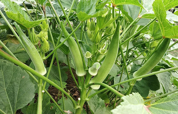 গরমে সবুজ সবজি খাওয়া শরীরের জন্য খুবই উপকারী। অনেক মানুষই আছেন যারা ঢেঁড়শ খাওয়া খুবই পছন্দ করেন। এতে ভিটামিন, মিনারেলের মতো একাধিক গুণে সমৃদ্ধ। এতে প্রচুর পরিমাণে ফাইবারও থাকে। ঢেঁড়শ খেলে রোগ প্রতিরোধ ক্ষমতা সুগঠিত হয়। ছবি: সংগৃহীত