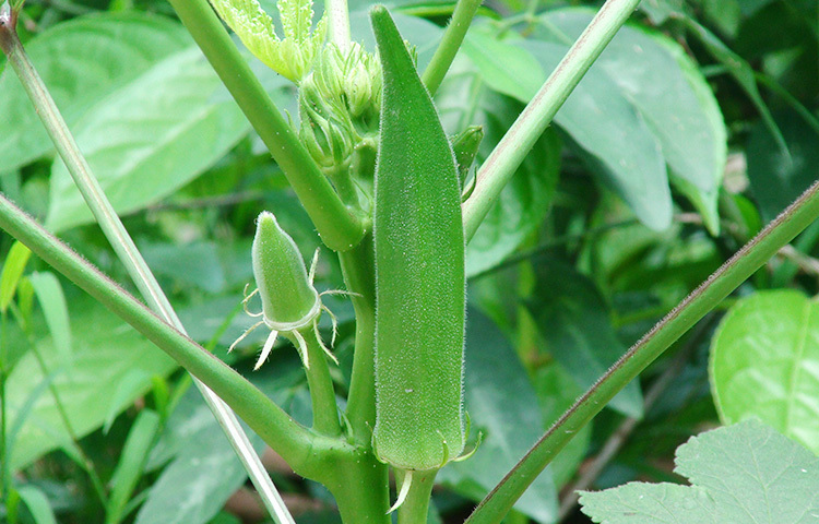 ঢেঁড়শ ভালো কার্বোহাইডেট থাকে। ফলে ওজন কন্ট্রোল করতে সাহায্য করে। এতে অ্যান্টি ওবেসিটি গুণ রয়েছে। যা বেড়ে থাকা ওজন কমাতে সাহায্য করে। তাই ঢেঁড়শ খাওয়া খুবই ভালো। ছবি: সংগৃহীত