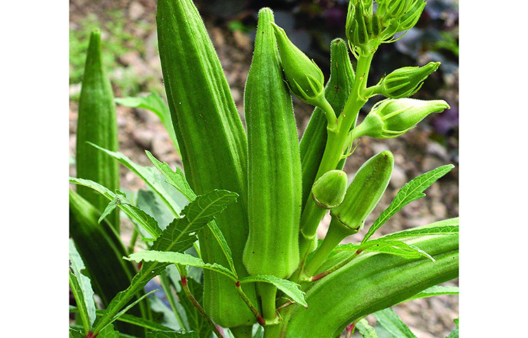 ঢেঁড়শ নিয়মিত খেলে ইমিউন সিস্টেম তৈরি হয়। ভাইরাল ইনফেকশন আটকাতে যা খুবই সাহায্য করে। ছবি: সংগৃহীত