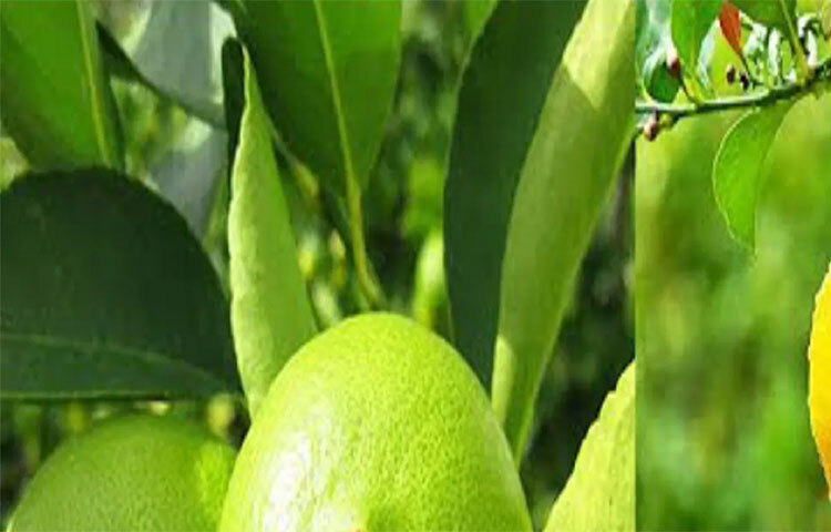 কোনো দিন বাড়িতে ফল না থাকলে, মিড মর্নিং স্ন্যাকের সঙ্গে লেবুর রস খেয়ে নিতে পারেন। আবার ছানা তৈরির সময়েও লেবুর রস ব্যবহার করাই ভালো। তবে দুধ আর লেবু পরপর খাবেন না কখনোই। ছবি: সংগৃহীত