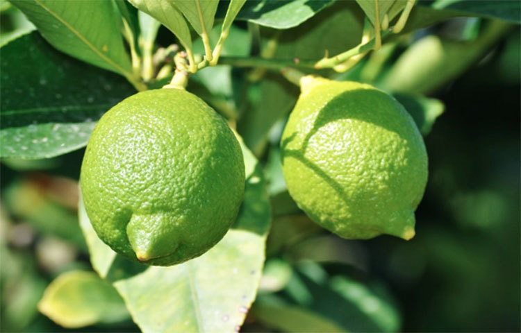 শরীরের জন্য ক্ষতিকর টক্সিন বের করতে সাহায্য করে গুড়। ফলে মেটাবলিজম ক্ষমতা বাড়ে। একইসঙ্গে ক্যালোরি গলাতেও সাহায্য করে গুড়।