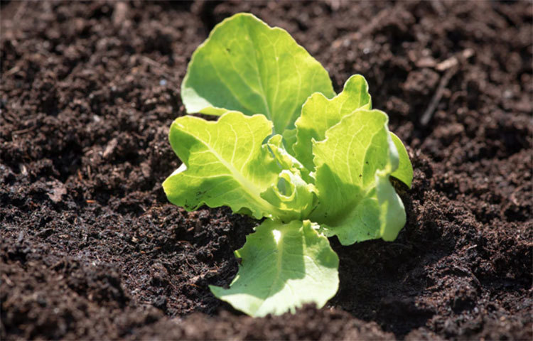 লেটুস পাতায় রয়েছে প্রচুর পরিমাণে ভিটামিন ও খনিজ পদার্থ। এই পাতার মধ্যে থাকে ভিটামিন এ, ভিটামিন সি, ভিটামিন কে, ভিটামিন বি-৬, আয়রন, পটাসিয়াম ইত্যাদি।