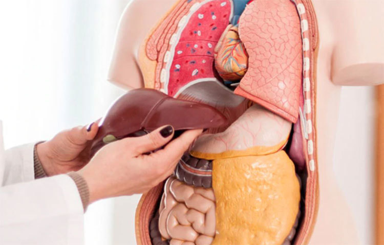 সকালে ঘুম থেকে ওঠার পর দীর্ঘক্ষন না খাওয়া অবস্থায় থাকার অভ্যাস লিভারের পক্ষে ক্ষতিকর। দীর্ঘদিন ধরে এই অভ্যাস চলতে থাকলে বিকল হয়ে পড়বে লিভার।