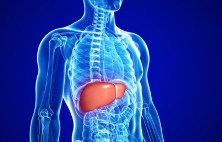 গ্রিন টির মধ্যেও অ্যান্টি-অক্সিডেন্ট উপাদান রয়েছে। এ ছাড়া গ্রিন টির মধ্যে আরও রয়েছে ক্যাটাচিন ও গুরুত্বপূর্ণ পলিফেনল। এটি লিভার থেকে বিষাক্ত পদার্থ দূর করে এবং লিভারকে সুস্থ রাখে। ছবি: সংগৃহীত