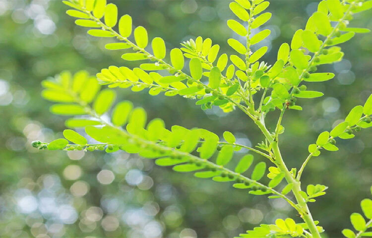 প্রতিদিন ১০ থেকে ২০ মিলি আমলার রস পান করুন। ছবি: সংগৃহীত