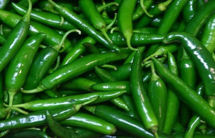 কাঁচামরিচে প্রচুর ফাইবারও রয়েছে। কোষ্ঠকাঠিন্য হ্রাস করতে সহায়তা করে কাঁচামরিচ। ছবি: সংগৃহীত