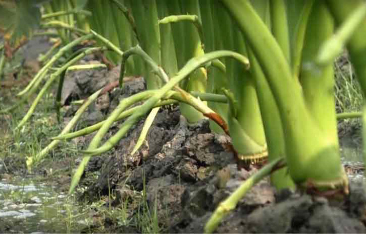 প্রথমে কচুর লতিগুলো ভালো করে ধুয়ে নিন। এরপর একটি বড় গামলায় পানি নিয়ে তাতে কচুর লতিগুলো ১০ মিনিট ভিজিয়ে রাখুন। ছবি: সংগৃহীত