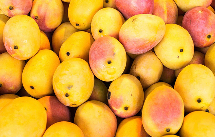 চিকিৎসকরা বলছেন শরীরের দিকে খেয়াল না রেখে আম খেলে কিন্তু আপনার জন্য অপেক্ষা করছে নানা ক্ষতি। আমে ভিটামিন সি ও ক্যালোরি দুইয়ের পরিমাণই যথেষ্ট থাকে। মাঝারি সাইজের আমে থাকে ১৩৫ ক্যালোরি। কিন্তু যারা ওবেসিটির সমস্যায় ভুগছেন এবং ওজন কমানোর চেষ্টা করছেন, তাদের পক্ষে এই কারণেই আম ক্ষতিকারক। ছবি: সংগৃহীত