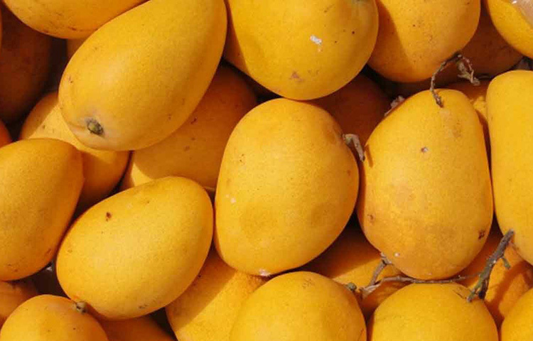 অনেকে আম চিবিয়ে না খেয়ে আমের জুস করে খান। কিন্তু এতে আমের মধ্যে অবস্থিত ফাইবারগুলো নষ্ট হয়ে যায়। ফলে সেই ফাইবারের গুণাগুণ শরীরে কাজে লাগে না। উল্টে পেটের সমস্যা বেড়ে যাওয়ার আশঙ্কা থাকে। ছবি: সংগৃহীত