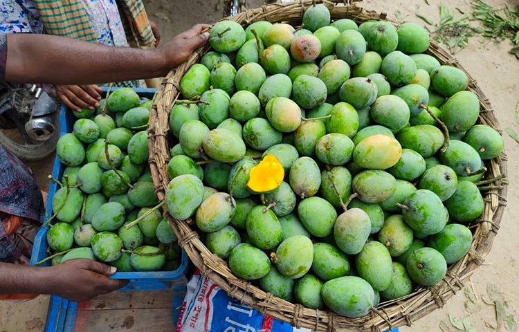 অনেকেই বাজারে গিয়ে একটু কম দামে দাগযুক্ত আম কেনেন। তবে সেটা একদম করবেন না। হৃষ্টপুষ্ট ও দাগহীন আম কেনাই শ্রেয়। ছবি: সংগৃহীত