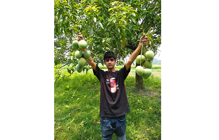 বেশি মিষ্টি আম খেতে চাইলে গাছ পাকা আম সংগ্রহ করতে হবে। ছবি: সংগৃহীত